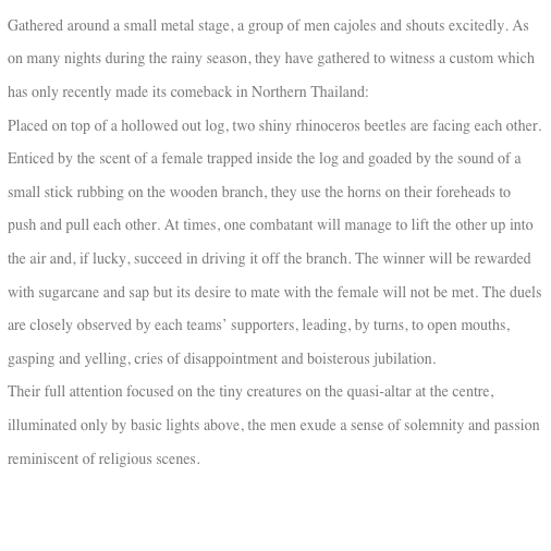 Gathered around a small metal stage, a group of men cajoles and shouts excitedly. As 
on many nights during the rainy season, they have gathered to witness a custom which 
has only recently made its comeback in Northern Thailand: 
Placed on top of a hollowed out log, two shiny rhinoceros beetles are facing each other. 
Enticed by the scent of a female trapped inside the log and goaded by the sound of a 
small stick rubbing on the wooden branch, they use the horns on their foreheads to 
push and pull each other. At times, one combatant will manage to lift the other up into the air and, if lucky, succeed in driving it off the branch. The winner will be rewarded with sugarcane and sap but its desire to mate with the female will not be met. The duels are closely observed by each teams’ supporters, leading, by turns, to open mouths, gasping and yelling, cries of disappointment and boisterous jubilation. 
Their full attention focused on the tiny creatures on the quasi-altar at the centre, illuminated only by basic lights above, the men exude a sense of solemnity and passion reminiscent of religious scenes. 

